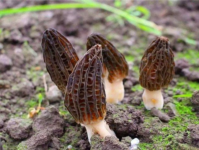 Có dạng giống san hô nhưng nấm Morel (nấm bụng dê) lại mọc trên mặt đất. Nó được coi là một trong những thực phẩm chỉ dành cho giới đại gia.