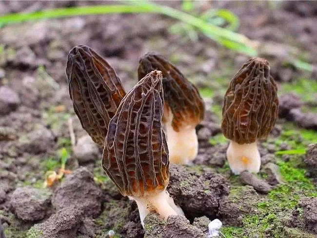 Có dạng giống san hô nhưng nấm Morel (nấm bụng dê) lại mọc trên mặt đất. Nó được coi là một trong những thực phẩm chỉ dành cho giới đại gia.