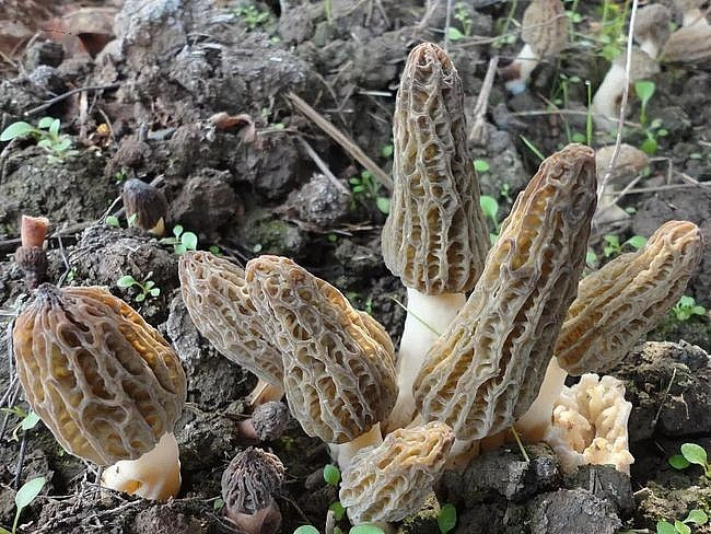 Theo các chuyên gia dinh dưỡng, nấm bụng dê chứa các hợp chất kali, vitamin, đồng, chất chống oxy hóa... Nguồn ảnh: Getty, YouTube