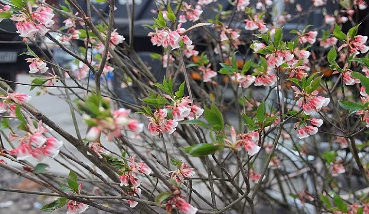 Trên các chợ mạng, từ khoá "đào chuông Yên Tử" được nhiều người tìm kiếm. Thậm chí, có khách hàng ở TP HCM cũng muốn đặt mua loại đào này để cắm chơi trước Tết Nguyên đán. Ảnh: Thuonghieusanpham