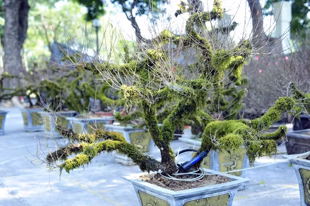 Những chậu đào phai mọc rêu có giá bán từ 2 triệu đồng/cây. Ảnh: Tổ quốc