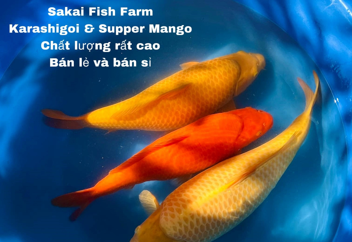 Trang trại của "vua cá Koi" Thắng Ngô còn cung cấp theo đơn đặt hàng của khách.