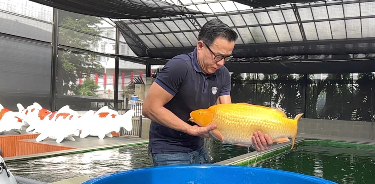 Trang trại có nhiều loại cá Koi đa dạng với mức giá dao động từ vài triệu đến 200 triệu đồng.