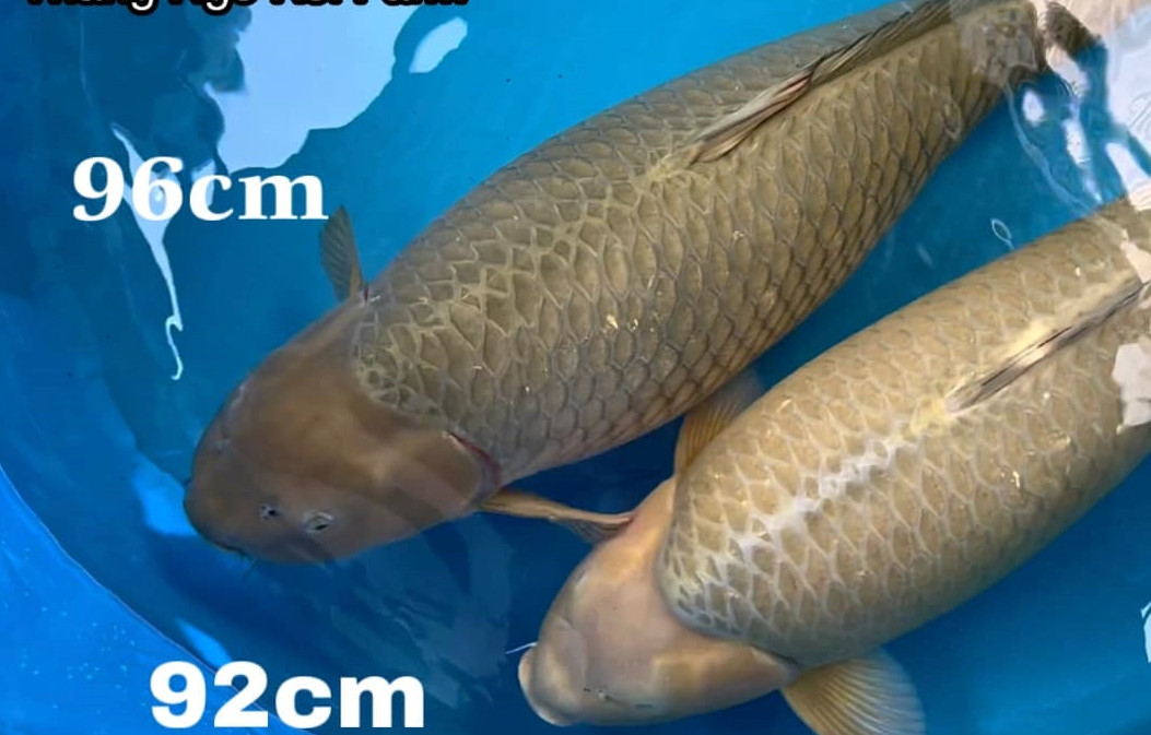 Cá Koi được vận chuyển trực tiếp từ Nhật Bản bằng máy bay, trong các dụng cụ chuyên dụng, sau đó phân phối tại Việt Nam hoặc vận chuyển đến các sân bay quốc tế theo yêu cầu của khách. Nguồn ảnh: FBNV