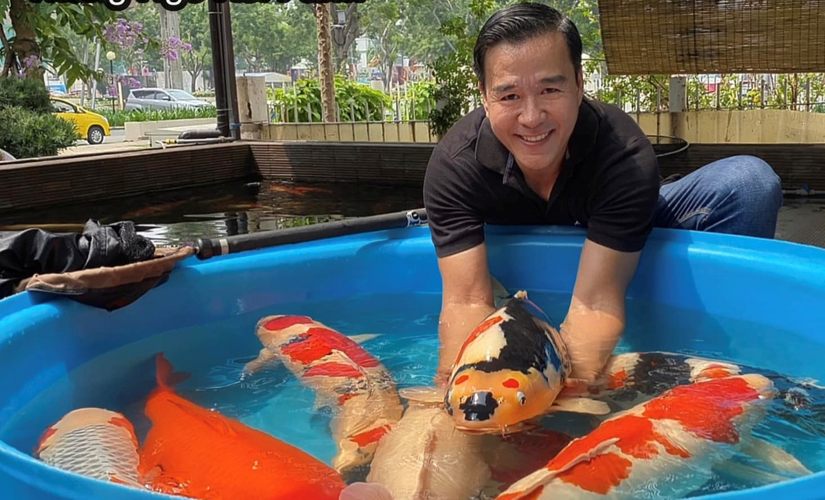 Các giống cá Koi trong trang trại của đại gia Thắng Ngô đa dạng màu sắc, có giá trị thẩm mỹ cao.