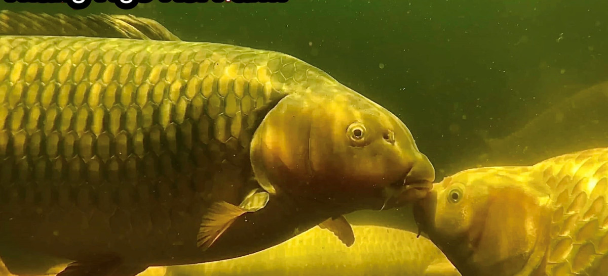 Doanh nhân Ngô Thắng cho biết, cá Koi nhập về đều trải qua quá trình kiểm tra nghiêm ngặt tình trạng sức khoẻ.