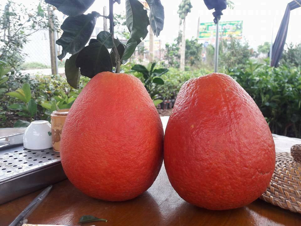 Dịp Tết, bưởi đỏ tiến vua được săn lùng để bày bàn thờ với giá từ 80.000 - 200.000 đồng/quả. Thậm chí, quả tròn đẹp có thể lên tới 800.000 đến hơn 1 triệu/cặp. Ảnh: Vietnamnet