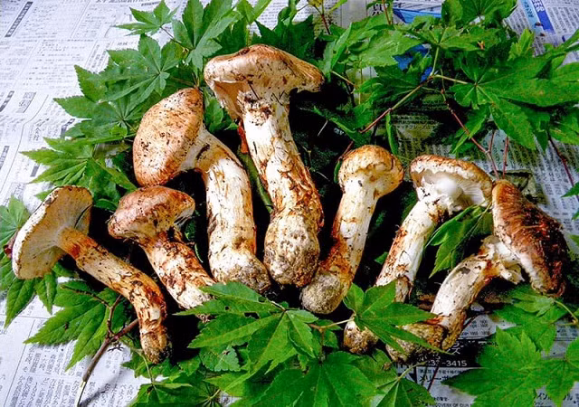 Do điều kiện để nấm mọc trong rừng thông khắc nghiệt nên giá bán của nấm Tùng Nhung lên tới 2.000 USD (gần 50 triệu đồng) cho 0,5 kg và đang bị liệt trong danh sách những loài “sắp bị đe dọa”.