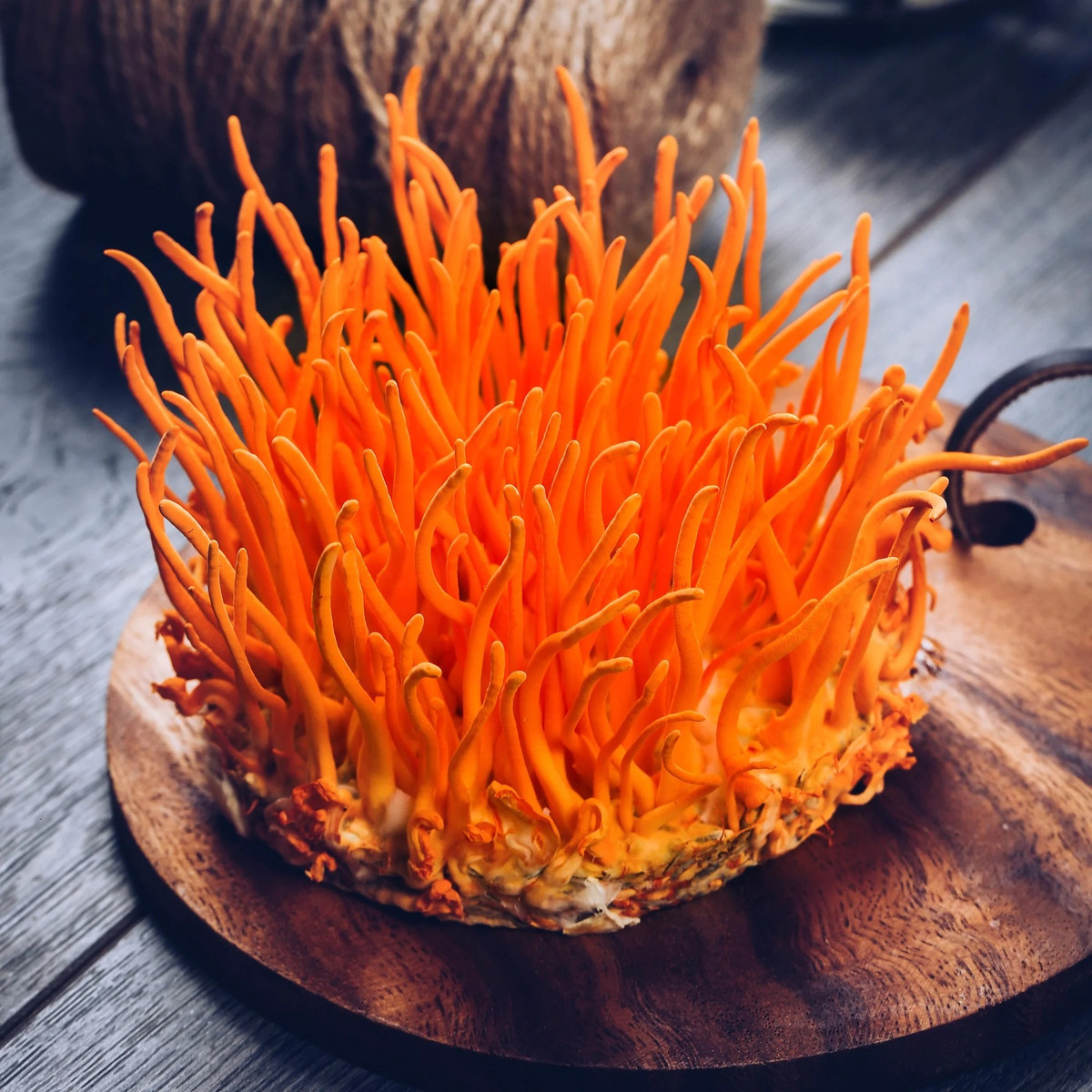 Trên thị trường, nửa lạng đông trùng hạ thảo tinh chế có thể bán được với giá 50.000 USD (khoảng 1 tỷ đồng) biến nó trở thành loại nấm có giá trị nhất thế giới. Nguồn ảnh: Getty, Printest