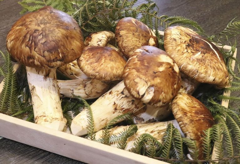 Nấm Matsutake còn có tên gọi khác là Tùng Nhung vì thường được tìm thấy ở các rừng tùng. Nấm thường mọc trên rễ thông đỏ quý hiếm, nằm sâu trong lòng đất khoảng 10cm.