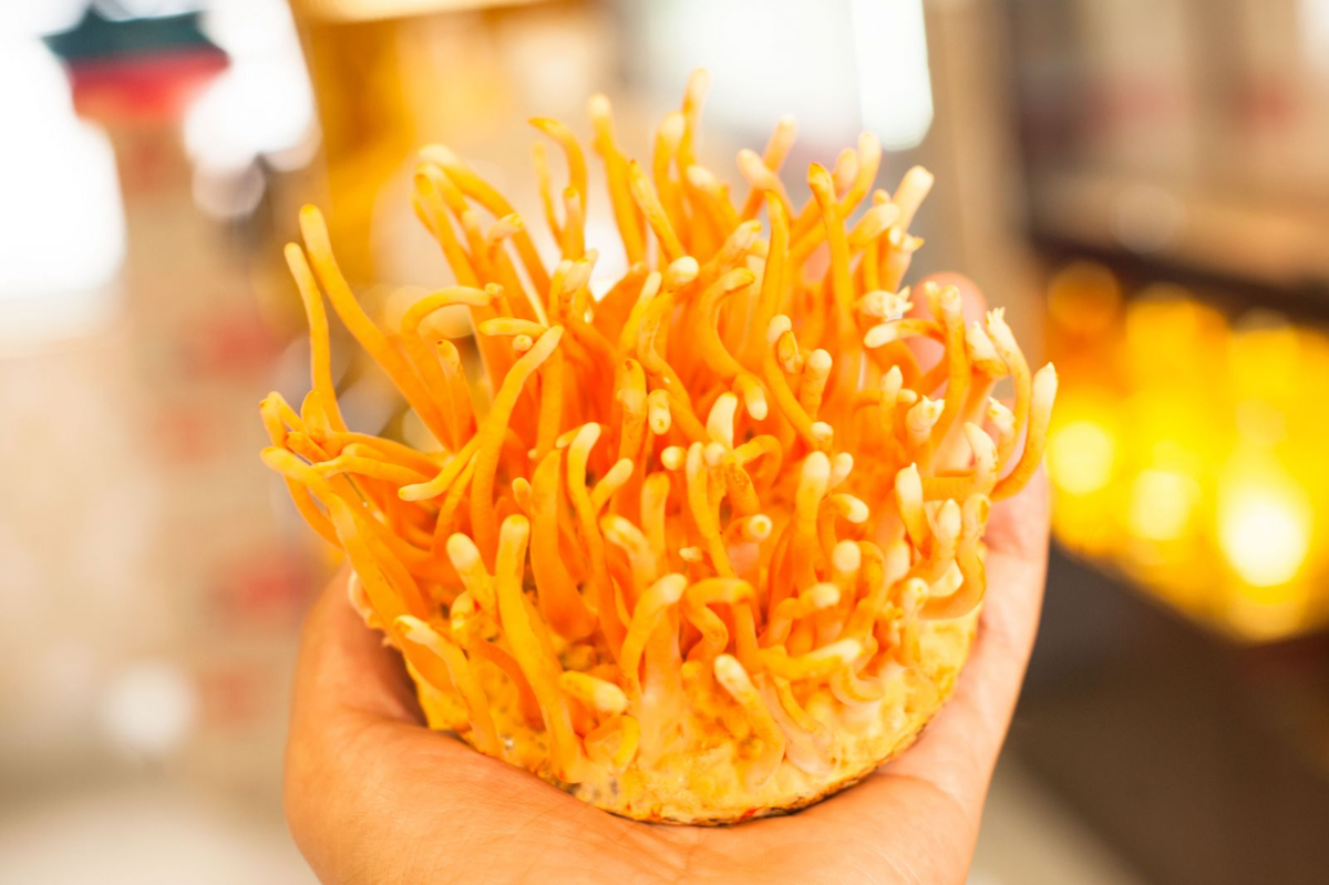 Quá trình biến đổi từ một con ấu trùng thành nấm chỉ xảy ra ở vùng cao nguyên khắc nghiệt của vùng Tây Tạng hoặc ở dãy núi Himalaya. Loài nấm này sống âm ỉ trong lòng đất khoảng 5 năm mới trồi lên mặt đất nên rất khó thu mua.