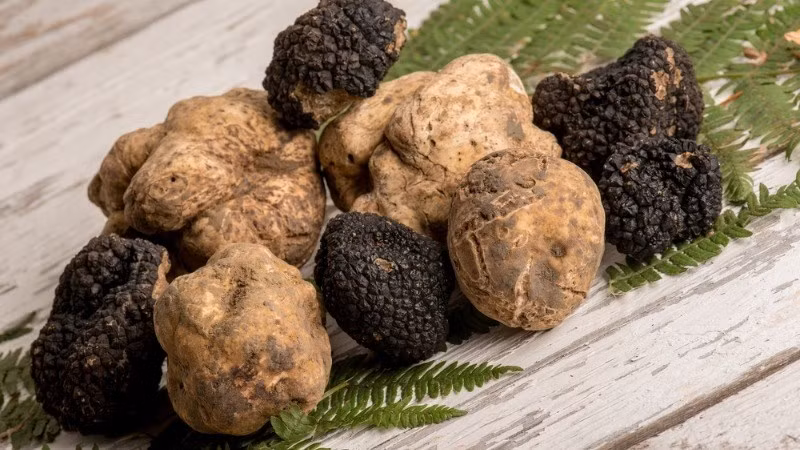 Truffle luôn là cái tên đứng đầu trong danh sách những loài nấm đắt nhất thế giới. Người ta thường ví von nấm truffle là “vua của các loại nấm”, “kim cương đen".