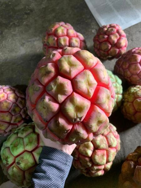 Cây na rừng được cho là có tác dụng trong việc bồi bổ cơ thể và chữa bệnh như trị phong thấp, hay làm thuốc an thần trị chứng mất ngủ...