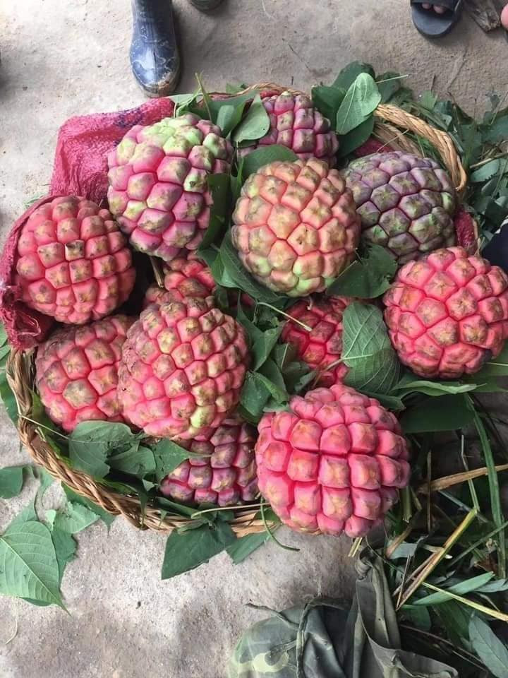 Một thương lái chuyên đặc sản vùng cao tiết lộ, mỗi đợt bán ra hàng tạ na rừng cho cả khách miền Bắc và miền Nam.