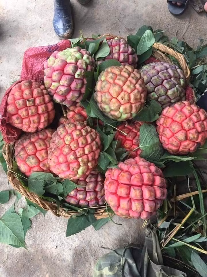 Một thương lái chuyên đặc sản vùng cao tiết lộ, mỗi đợt bán ra hàng tạ na rừng cho cả khách miền Bắc và miền Nam.