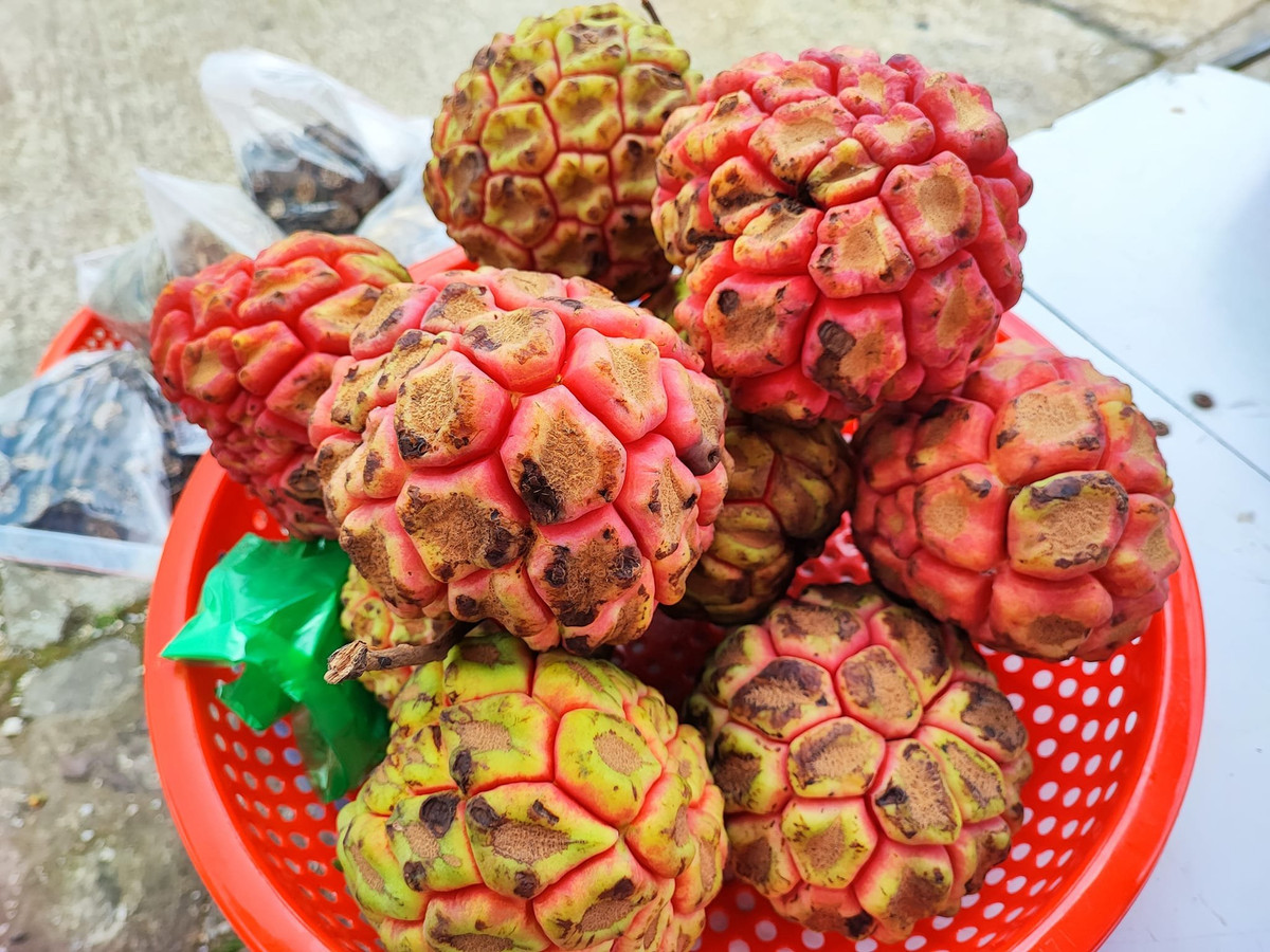 Quả na rừng có thể ăn được với phần thịt màu hồng khi chín, múi to, mùi thơm nhẹ; nhưng chủ yếu được sử dụng để làm thuốc vì có thịt ít.