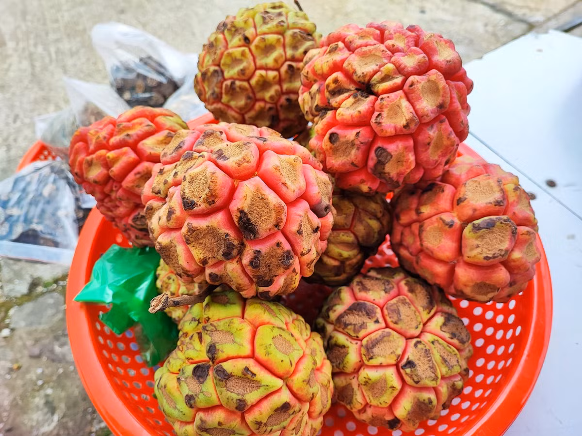 Quả na rừng có thể ăn được với phần thịt màu hồng khi chín, múi to, mùi thơm nhẹ; nhưng chủ yếu được sử dụng để làm thuốc vì có thịt ít.