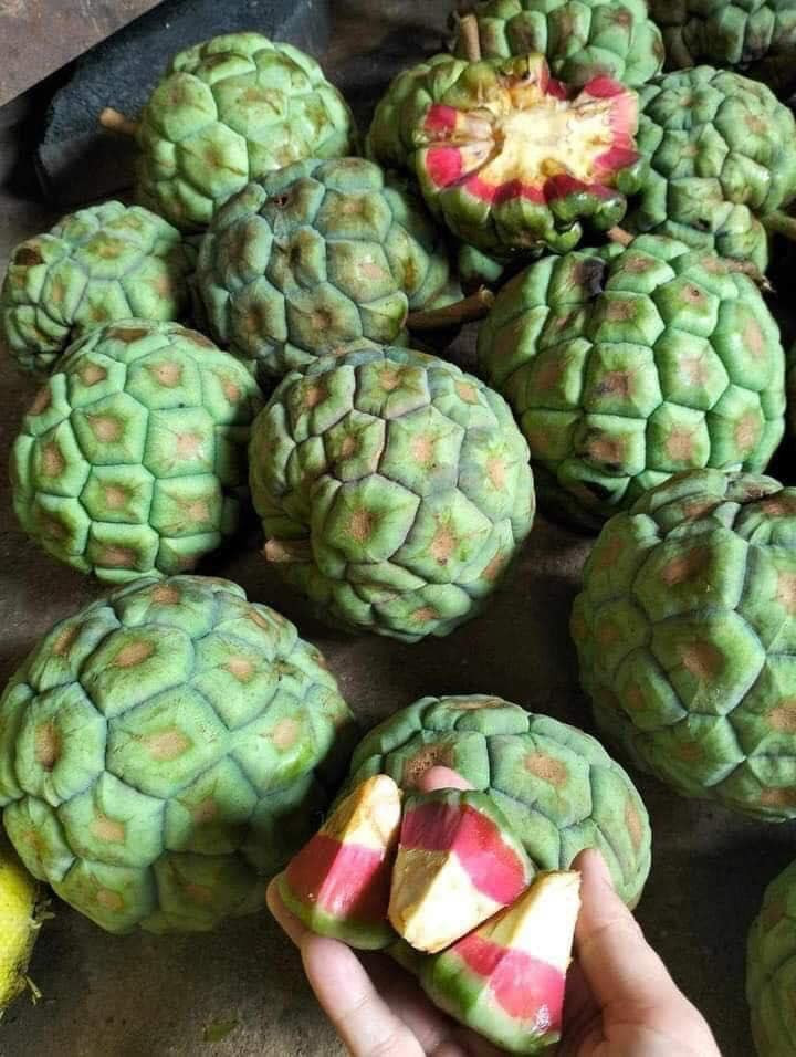 Do giá trị dược liệu cao nên na rừng được thương lái lùng mua với giá cao khoảng 60.000 đồng/kg và bán ra trên 100.000 đồng/kg.