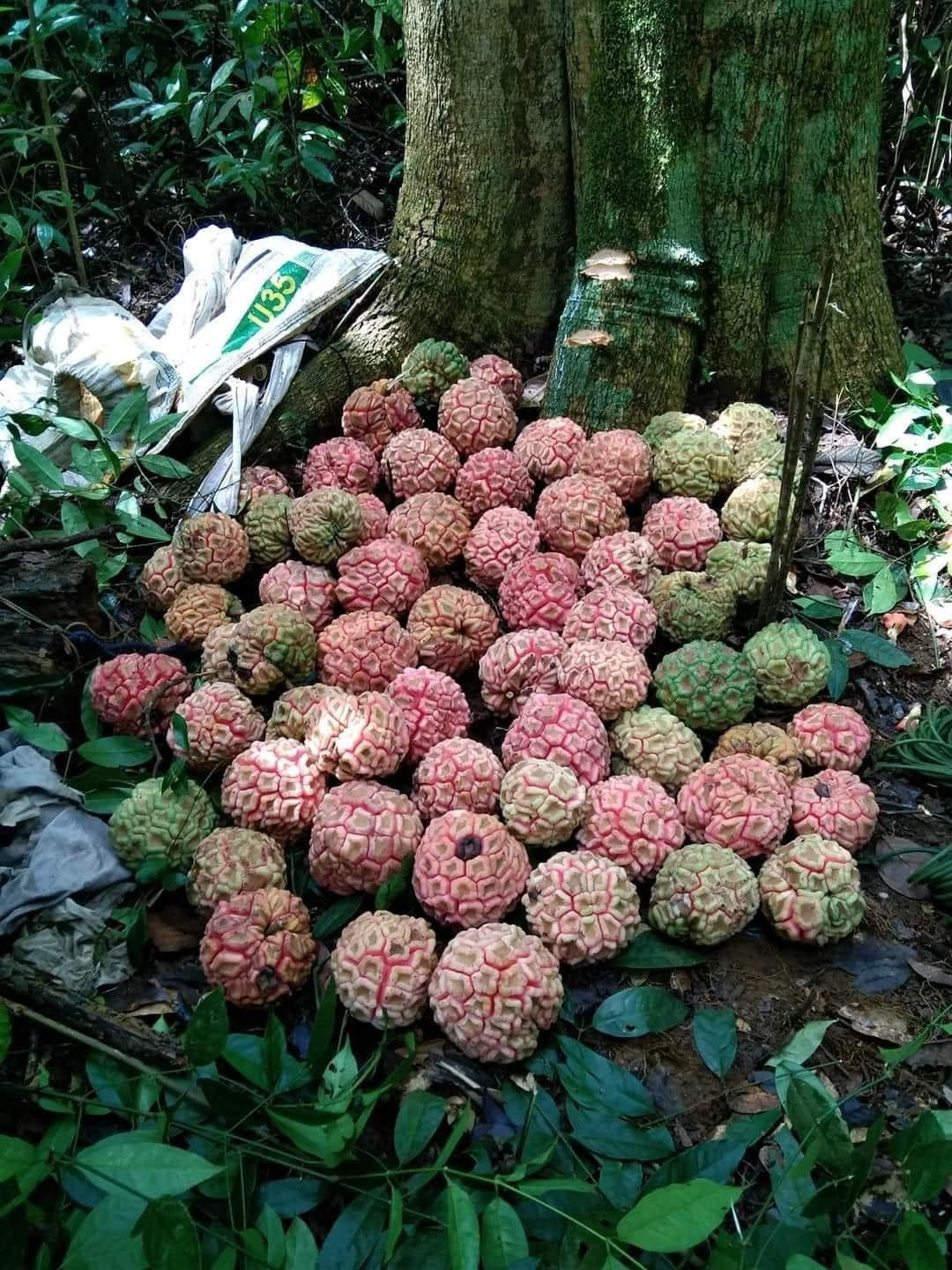 Na rừng có 2 loại na trắng (màu vàng nhạt, khe múi hơi đỏ khi chín) và na đỏ (màu toàn thân là đỏ tươi, có mùi nhựa thơm rất đặc trưng)