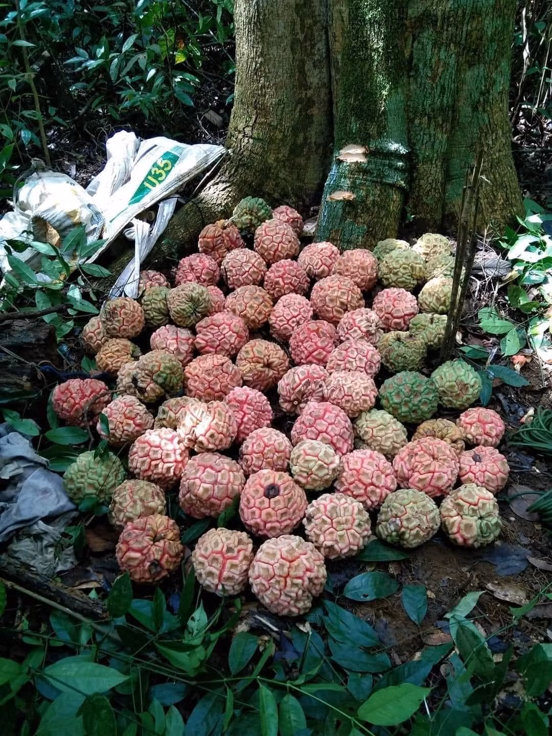 Na rừng có 2 loại na trắng (màu vàng nhạt, khe múi hơi đỏ khi chín) và na đỏ (màu toàn thân là đỏ tươi, có mùi nhựa thơm rất đặc trưng)