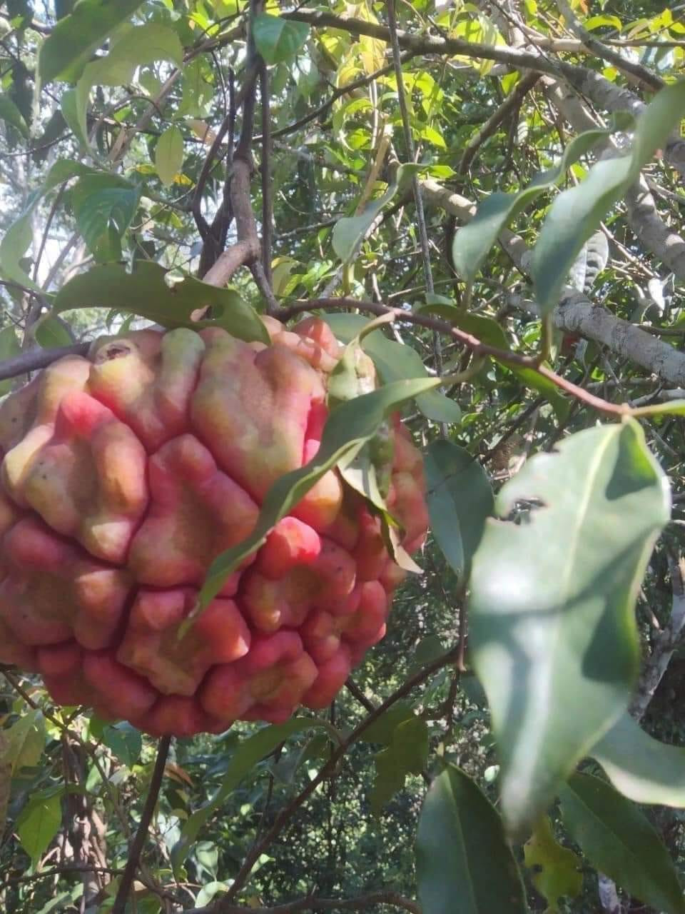 Theo người đân dịa phương, việc hái ra rừng khá khó khăn bởi chúng thường mọc sâu trong rừng. Chỉ những người đi rừng giỏi, am hiểu thổ địa mới hái được na.