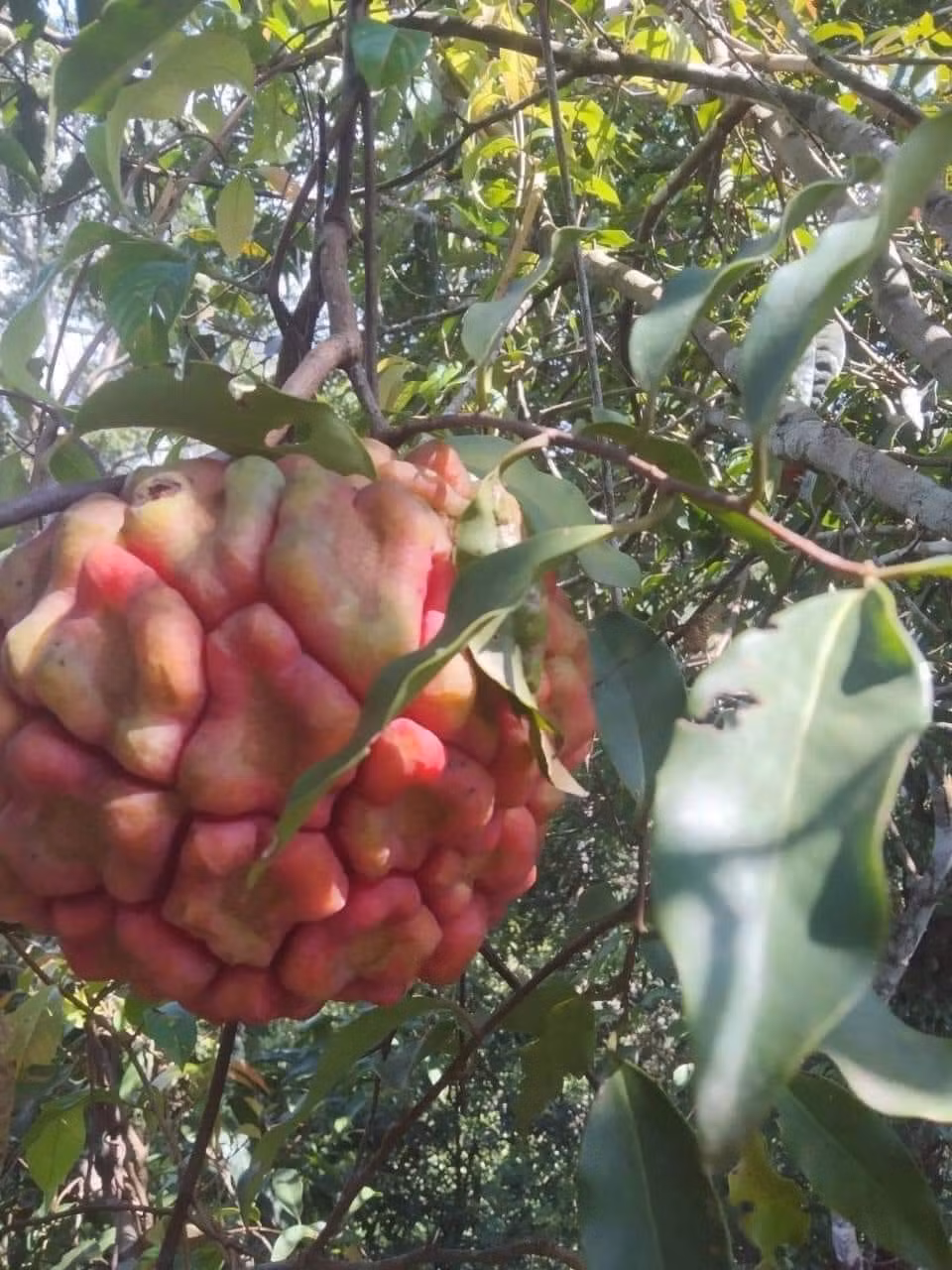 Theo người đân dịa phương, việc hái ra rừng khá khó khăn bởi chúng thường mọc sâu trong rừng. Chỉ những người đi rừng giỏi, am hiểu thổ địa mới hái được na.