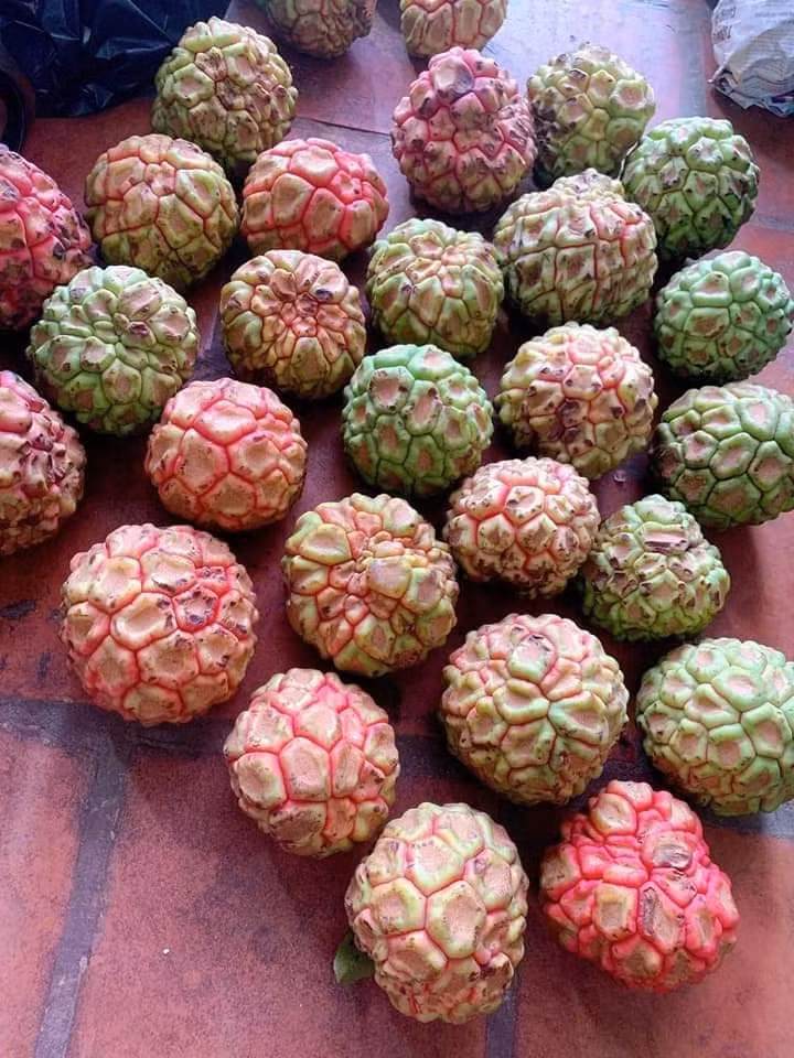 Để có số lượng lớn, thương lái phải đặt bà con vào rừng tìm hái và gom nhiều nơi.