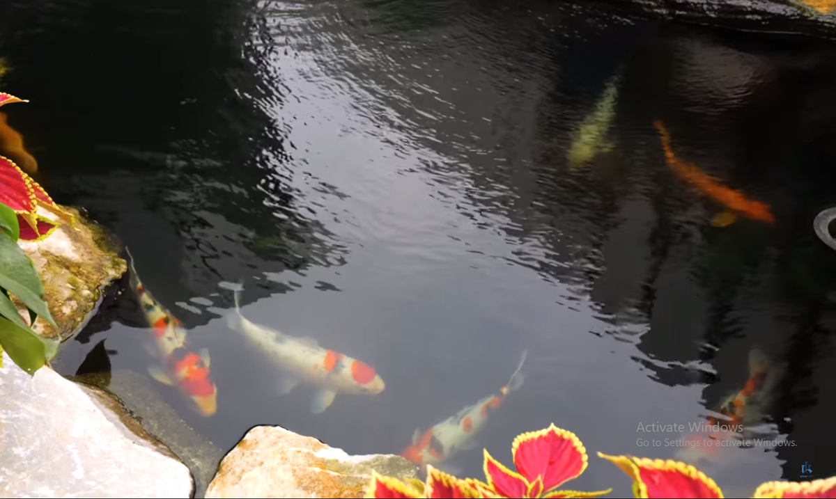 Trong khuôn viên sân vườn không thể thiếu hồ cá Koi đẹp mắt.