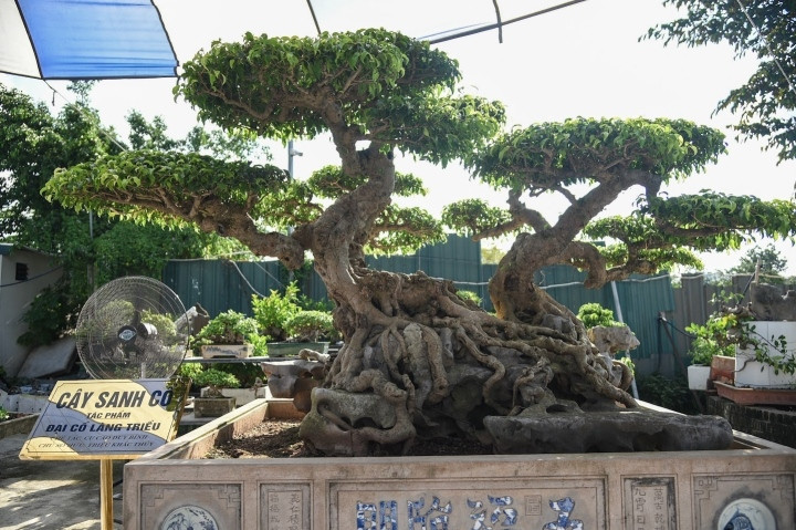 Anh Triệu Quang Đạt ở làng Triều Khúc (Thanh Trì, Hà Nội) được nhiều người biết đến khi sở hữu cây sanh cổ “Khổng tước hạ sơn” có niên đại trên 100 năm tuổi. Ảnh: VTCNews