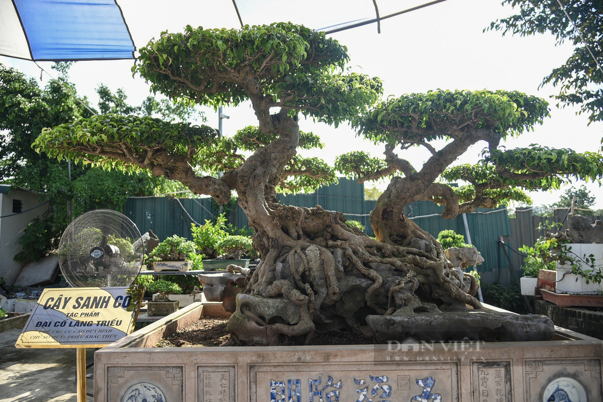 Nhìn từ xa, cây sanh giống như công khổng tước (chim công) đứng trên đỉnh núi. Ảnh: Dân Việt