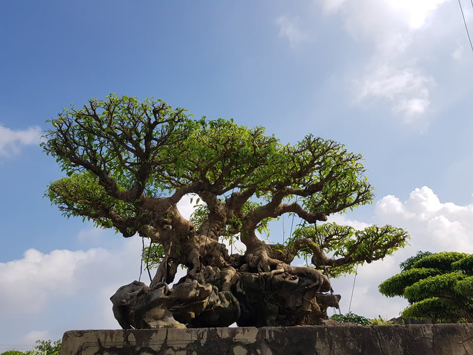 Nhiều người định giá 3 triệu USD (khoảng 70 tỷ đồng) nhưng anh Đạt không có nhu cầu bán. Ảnh: Nghethuatvabonsai