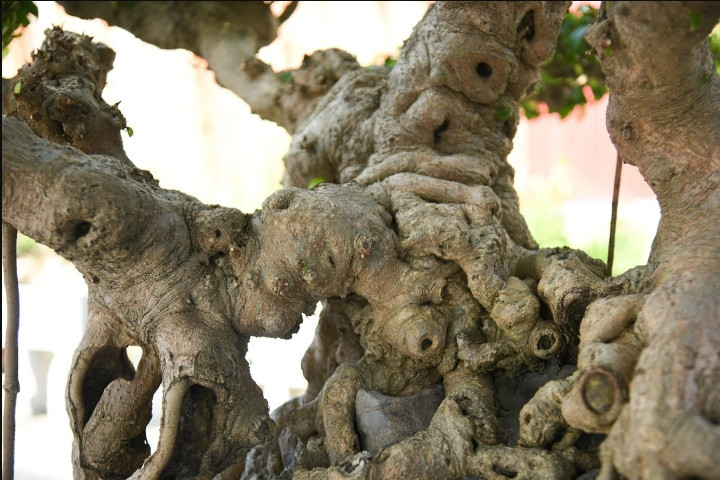 Thân cây xù xì, nhiều u cục cổ kính. Ảnh: VTCNews