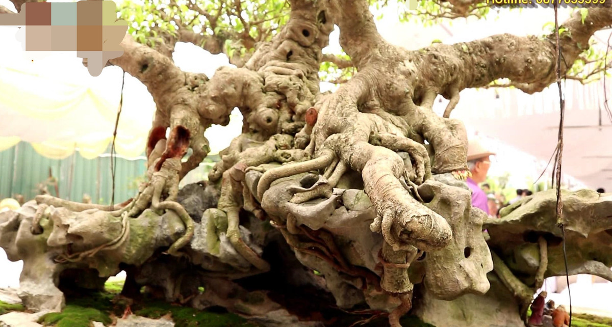 Cận cảnh gốc cây sanh già cỗi hiếm có. Ảnh: Nghethuatvabonsai