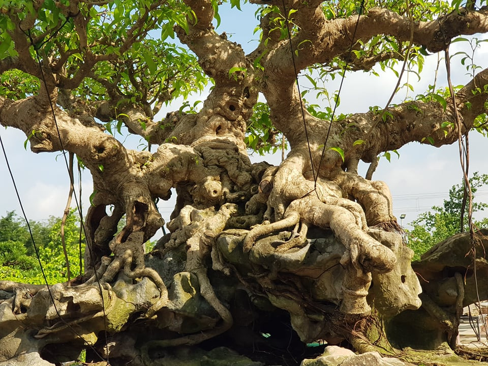 Khi nhìn xuống thân, bệ của tác phẩm chúng ta nhận thấy nét già, thể hiện thời gian năm tháng. Ảnh: Nghethuatvabonsai