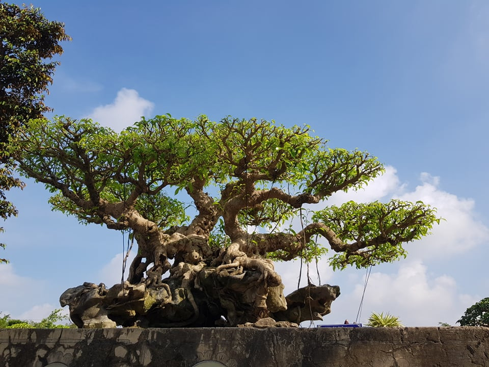 Nhìn trên chi cành và bông tàn của tác phẩm, người xem sẽ cảm nhận được vẻ đẹp huyền bí, lộng lẫy như cánh chim Khổng Tước. Ảnh: Nghethuatvabonsai