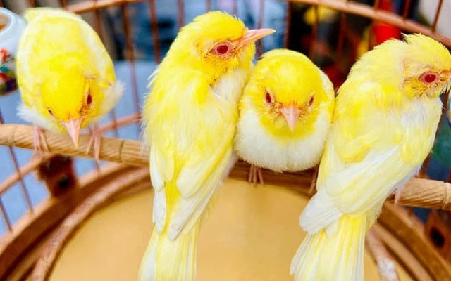 Có những con ông phải mua từ Singapore hay Trung Quốc mang về, riêng tiền vận chuyển cũng tốn 20, 30 triệu đồng. Ảnh chụp màn hình NhaTO