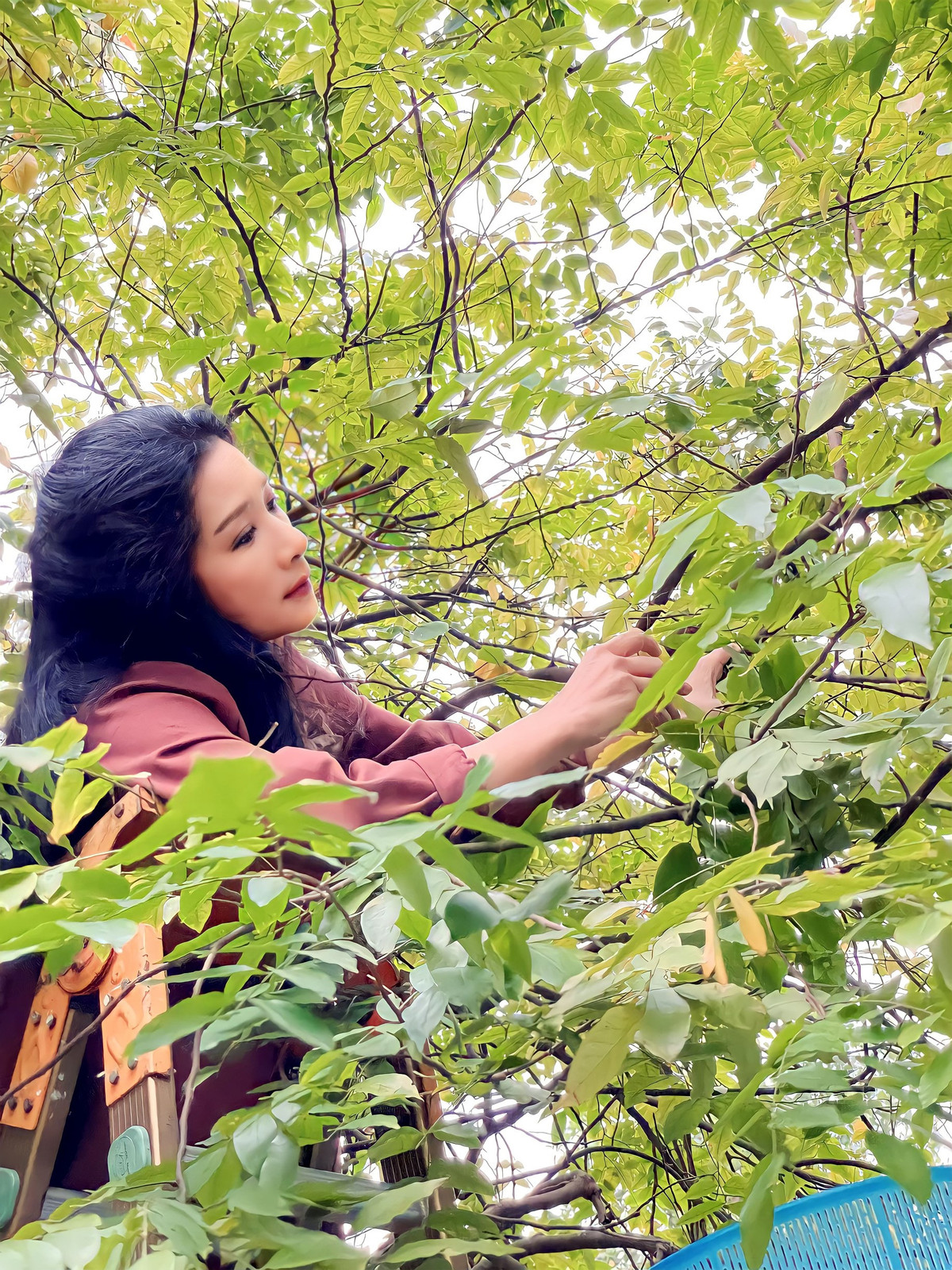 Căn nhà vườn của nghệ sĩ Thanh Thanh Hiền rộng hàng nghìn mét vuông, trồng rất nhiều cây xanh.