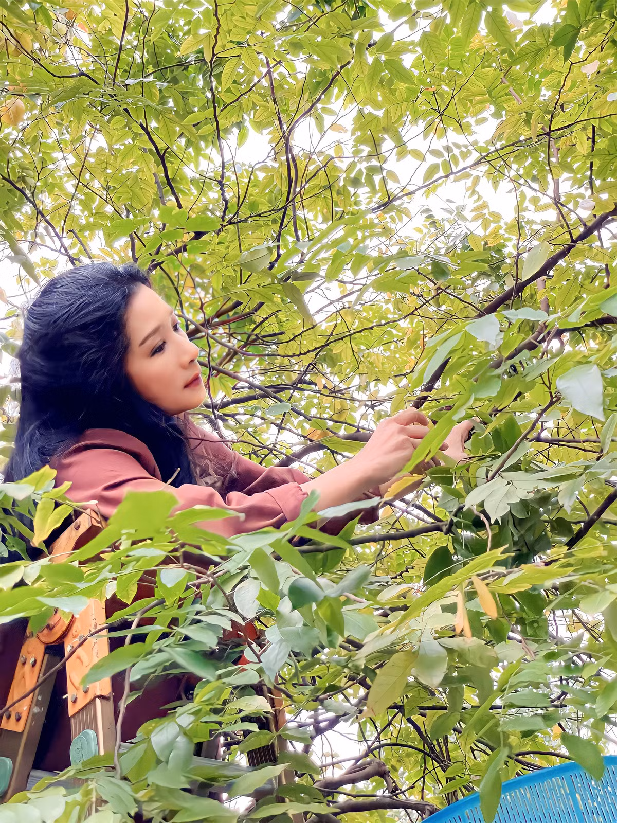 Căn nhà vườn của nghệ sĩ Thanh Thanh Hiền rộng hàng nghìn mét vuông, trồng rất nhiều cây xanh.