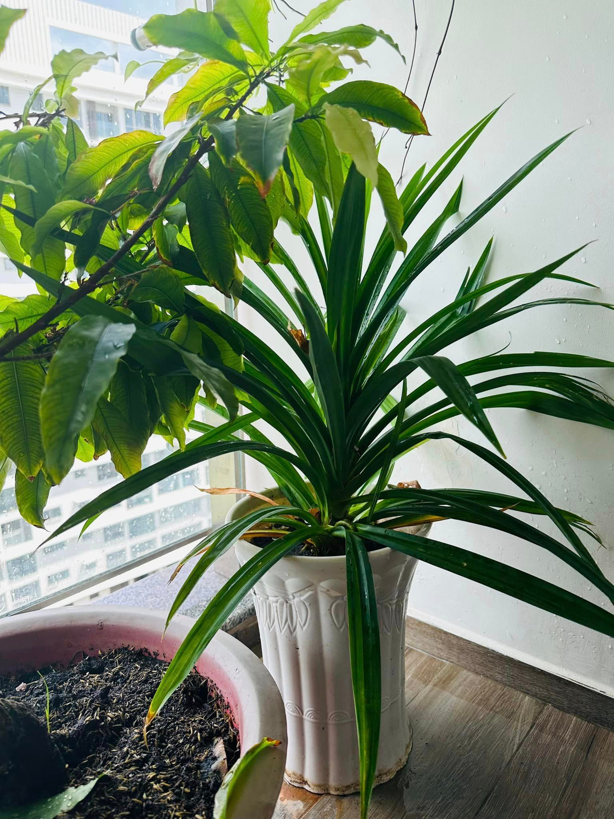 Chậu lá dứa xanh um MC Đại Nghĩa mới được tặng.