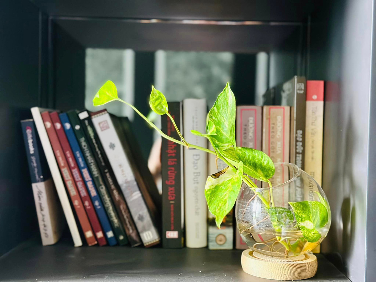 Nhiều góc nhà, MC Đại Nghĩa trồng cây thuỷ sinh trong những chiếc lọ thuỷ tinh.