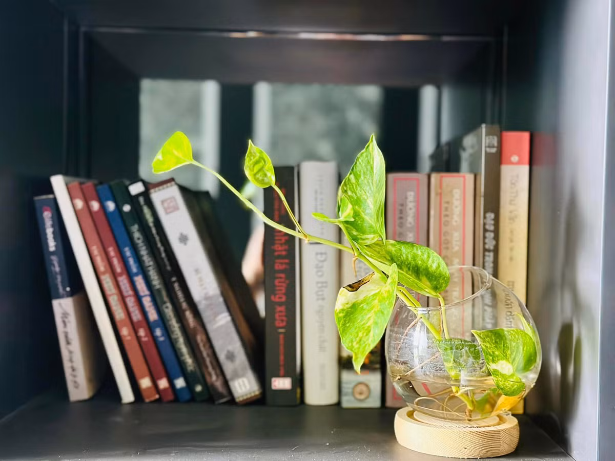 Nhiều góc nhà, MC Đại Nghĩa trồng cây thuỷ sinh trong những chiếc lọ thuỷ tinh.