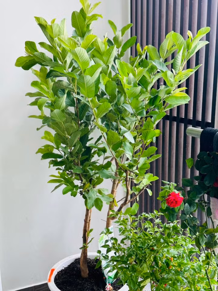 Mới đây, nam MC chia sẻ khoảng không gian xanh mướt từ trong nhà ra ban công khiến mọi người mê mẩn.