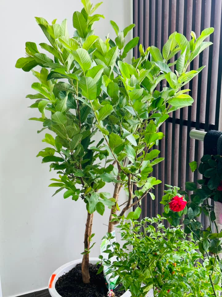 Mới đây, nam MC chia sẻ khoảng không gian xanh mướt từ trong nhà ra ban công khiến mọi người mê mẩn.