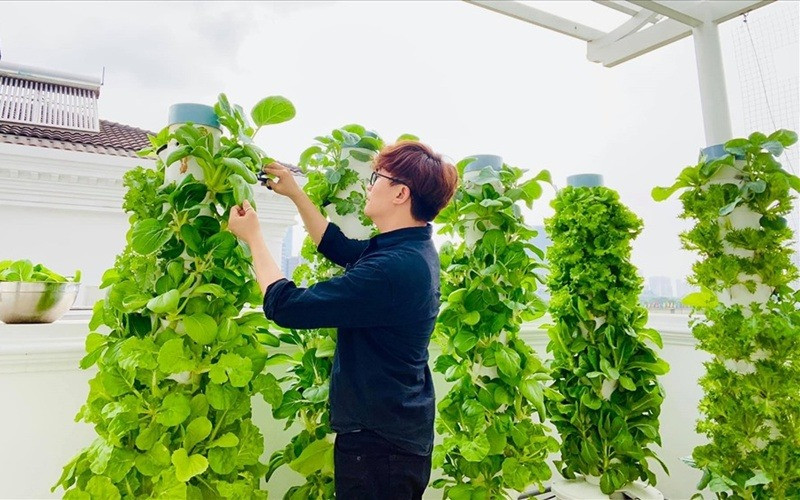 Giàn rau thuỷ canh xanh non mơn mởn trong nhà MC Đại Nghĩa. Nguồn ảnh: FBNV