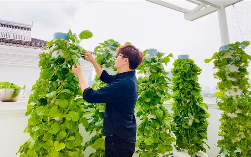 Giàn rau thuỷ canh xanh non mơn mởn trong nhà MC Đại Nghĩa. Nguồn ảnh: FBNV