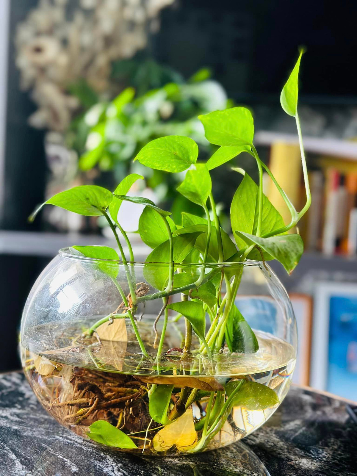 Do ít thời gian chăm sóc nên nam MC chỉ trồng những loại cây dễ sống như ổi, ớt, trầu bà...