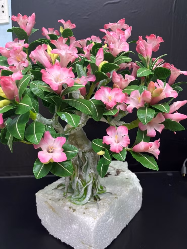 Đẹp mắt và giá cả phải chăng nên bonsai hoa bằng đất sét thu hút đông đảo khách hàng. Tuy nhiên, sản phẩm không có sẵn nên hầu hết khách phải đặt trước. Ảnh: Người đưa tin