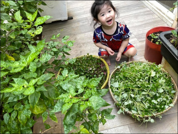 Khoảng sân nhỏ bên hông nhà trồng nhiều loại rau như bí đỏ, mồng tơi, cà tím, cải xanh, đậu rồng, dưa leo....