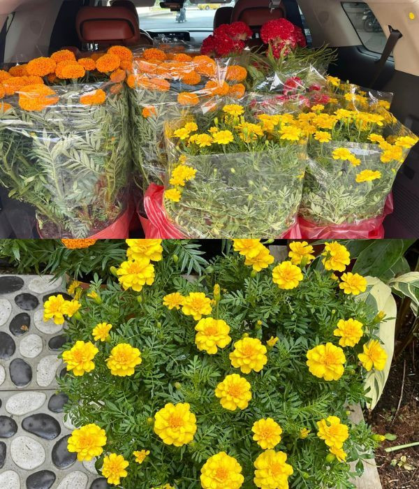 Ngoài cành đào lung linh, Thân Thuý Hà còn tậu thêm nhiều chậu hoa cúc, vạn thọ, mào gà để trang trí sân nhà.