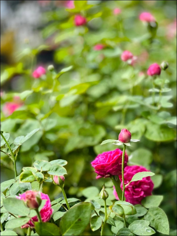 Hoa hồng đua nhau khoe sắc.